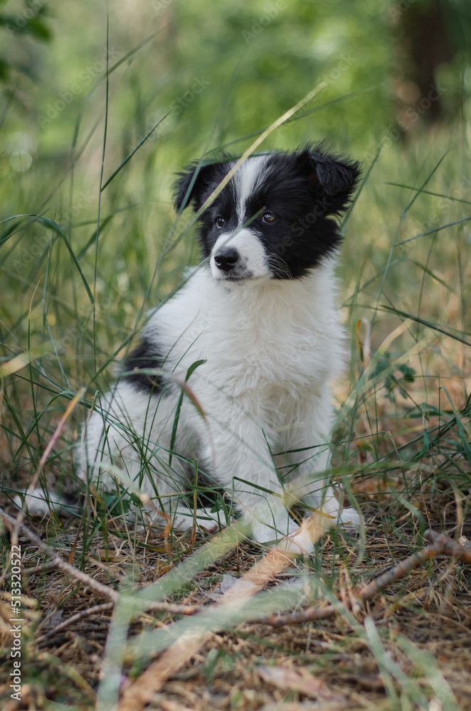 Cute black and white mix breed puppy in grass. Outbred dog in summer forest Cute black and white mix breed puppy in grass. Outbred dog in summer forest