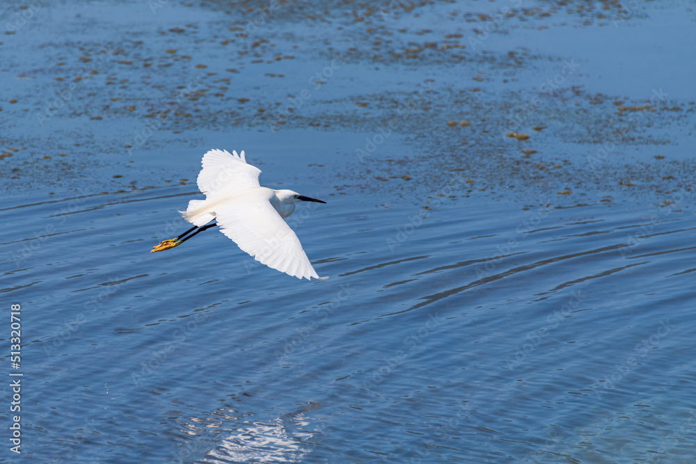 Flying Heron In The Lagoon Of Orbetello Flying Heron In The Lagoon Of Orbetello
