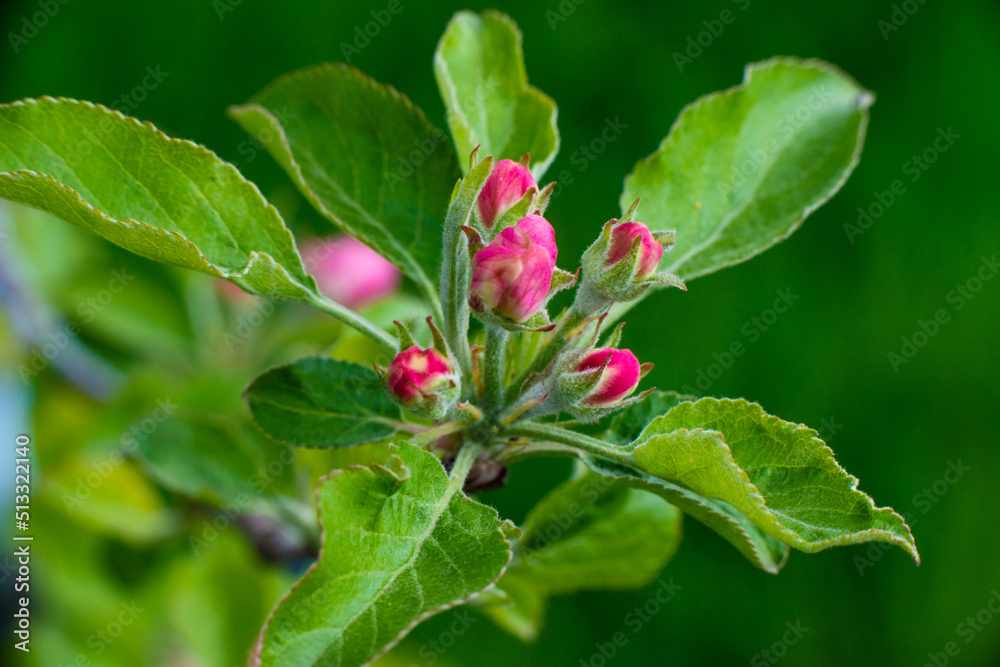 Pink buds of unopened apple tree flowers on a branch on a sunny day against a green foliage background. Spring bloom in a garden or park Pink buds of unopened apple tree flowers on a branch on a sunny day against a green foliage background. Spring bloom in a garden or park