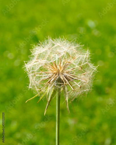 a huge beautiful blowball flower  Tragopogon pratensis  meadow salsify  Jack-go-to-bed-at-noongoat s beard  against the green alpine meadow in the Bavarian Alps  Allgaeu  Bavaria  Germany 