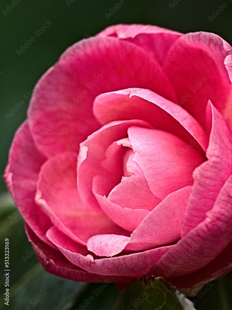 Meise, Belgium March 2022 Visit to the magnificent 92hectare