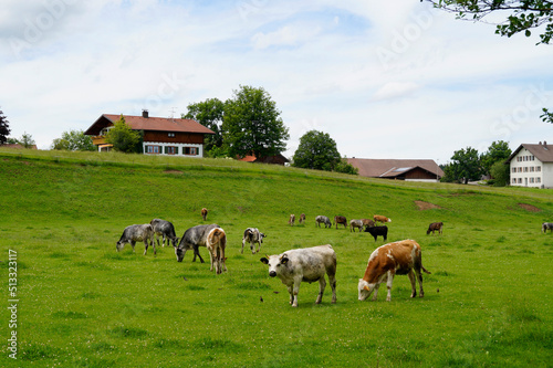 cows grazing on the sun-drenched green alpine valley against the clear blue sky in Allgau, Bavaria, Germany