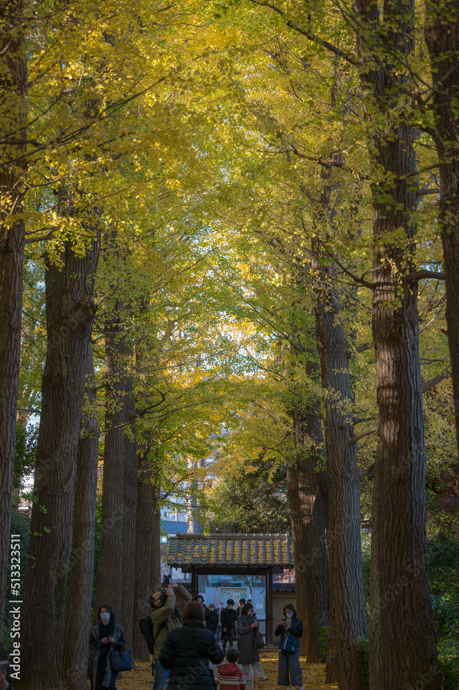 Fototapeta premium 色づく季節