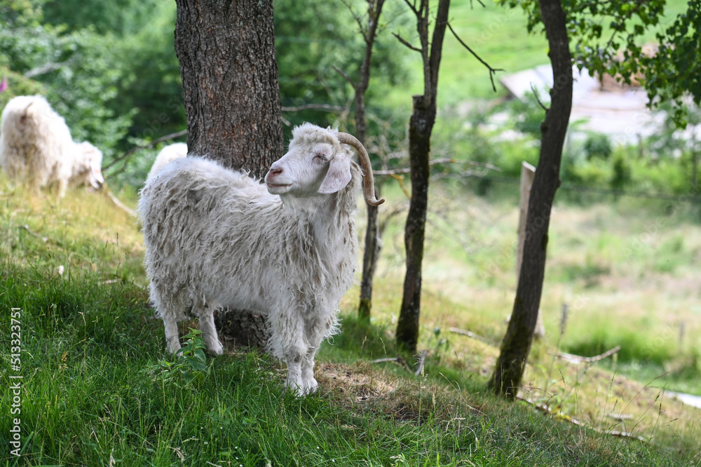 Naklejka premium animaux elevage chèvre angora laine