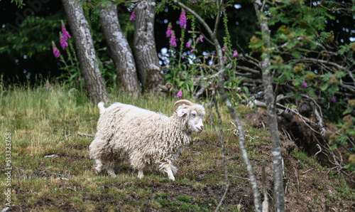 Fotografie animaux elevage chèvre angora laine