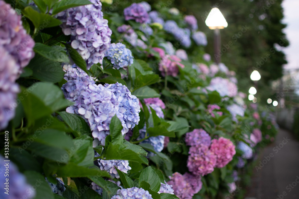 紫陽花 紫陽花
