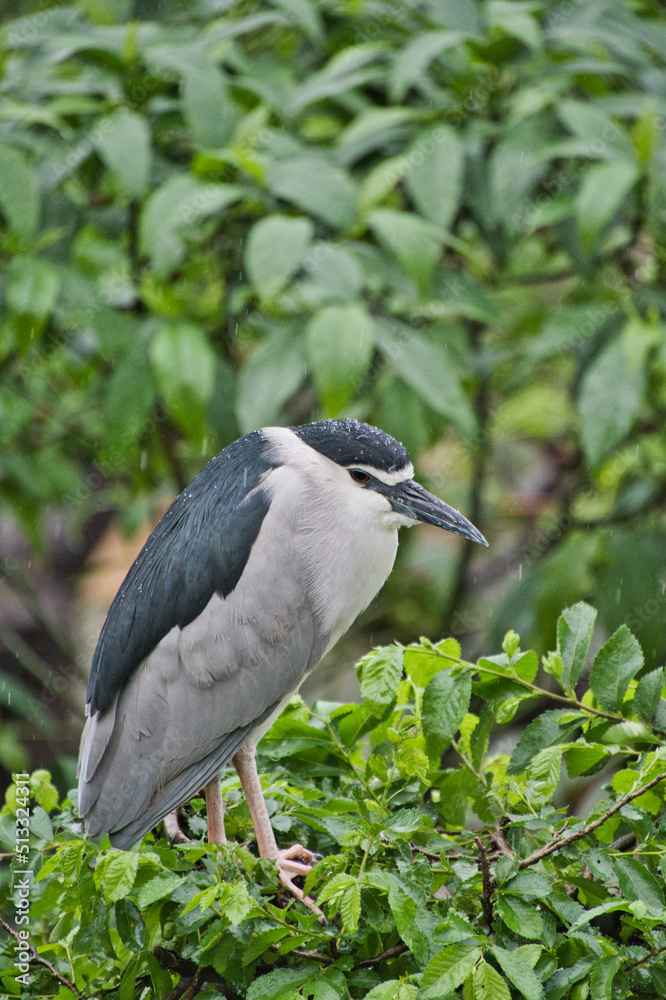 A black-crowned night heron resting on the branch. Osaka Japan
A black-crowned night heron resting on the branch. Osaka Japan