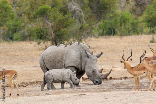White Rhino and calf at the waterhole  Kruger National Park  South Africa