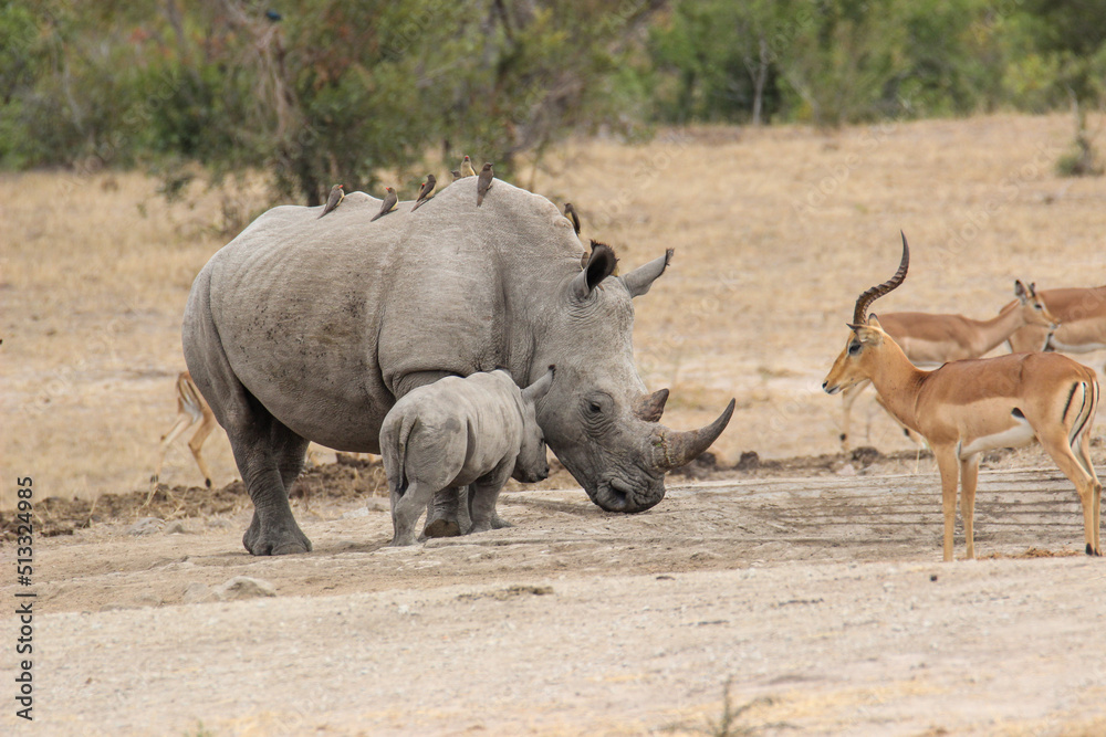 White Rhino and calf at the waterhole, Kruger National Park, South Africa