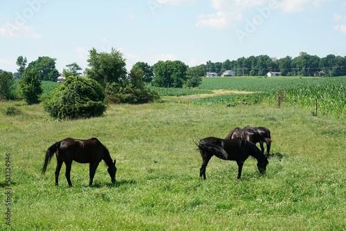 horses grazing in a field on a Amish farm in Lancaster P.A.