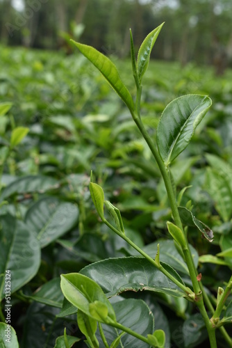 Tea leaves ready to harvest