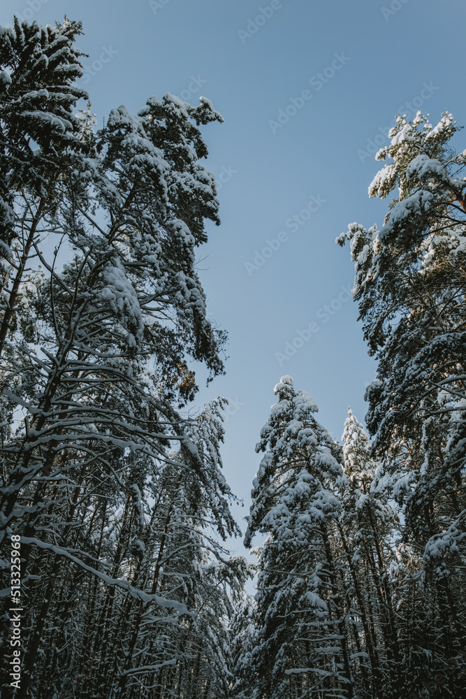 Fototapeta premium snow covered trees