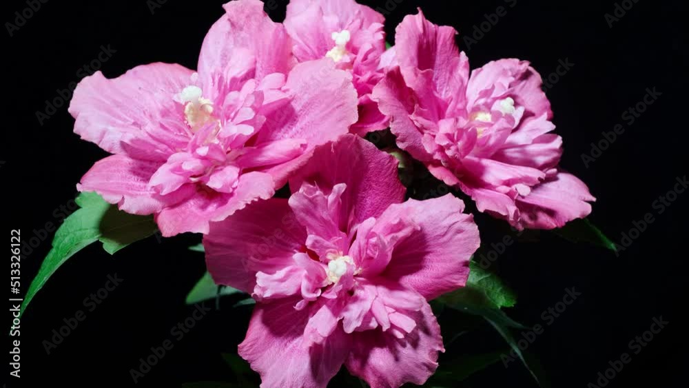 Time lapse footage of four pink Syrian Hibiscus syriacus flowers growing blossom from bud to full blossom then withering isolated on black background, 4k video, close up b roll shot.