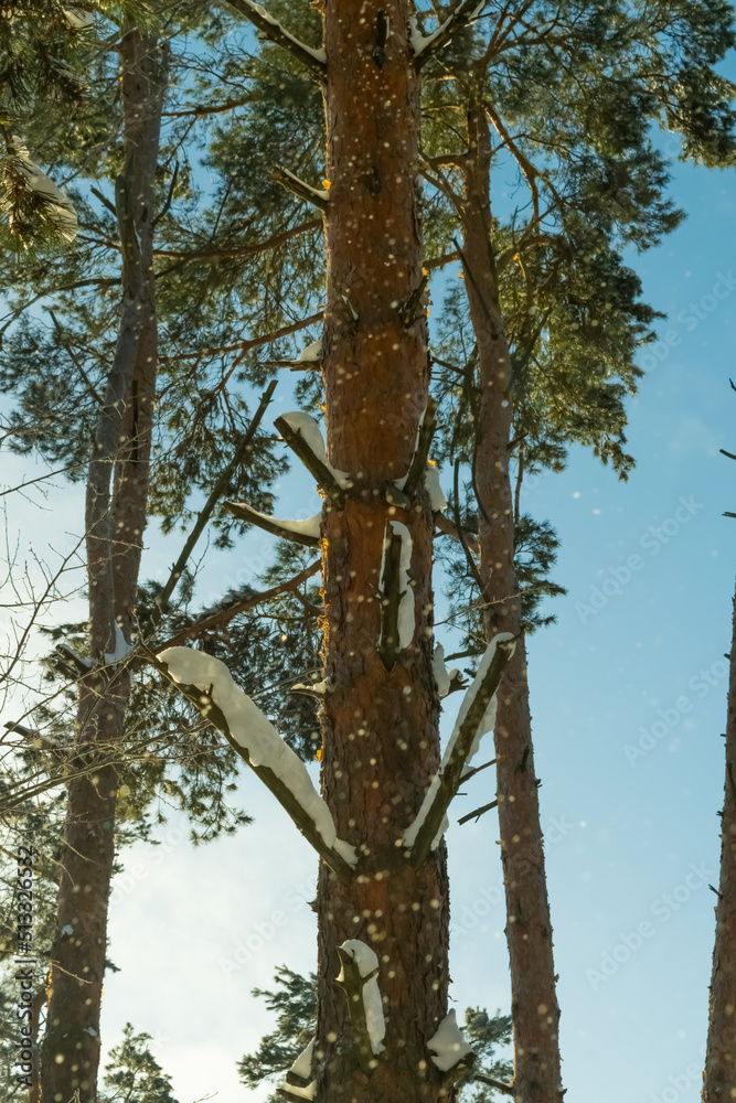 Fototapeta premium tree in the forest