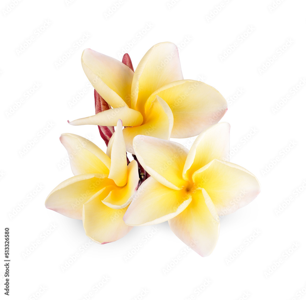 Fototapeta premium Yellow plumeria rubra flower isolated on white background