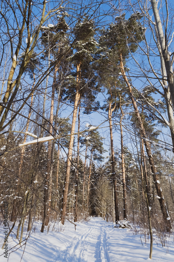 Fototapeta premium trees in the snow