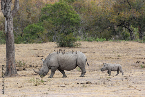 White rhinoceros with calf  Kruger National Park  South Africa