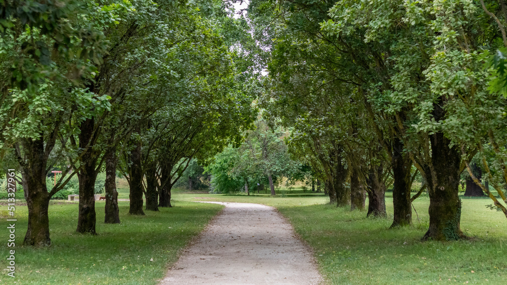 Pretty path, lined with large green trees