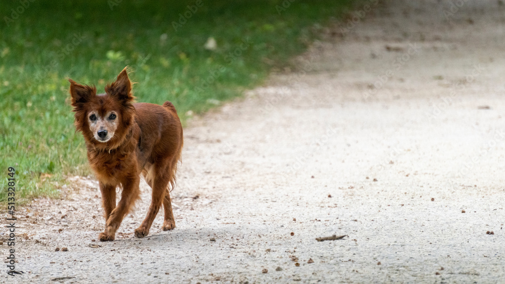 Naklejka premium Adorable little ginger dog, looking like a fox, walking on a path, in a green park