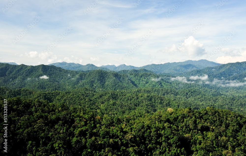 beautiful natural scenery in southeast Asia, tropical green forest with mountains in the background,
