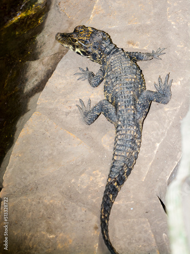 One year old African dwarf crocodile baby at a pool
