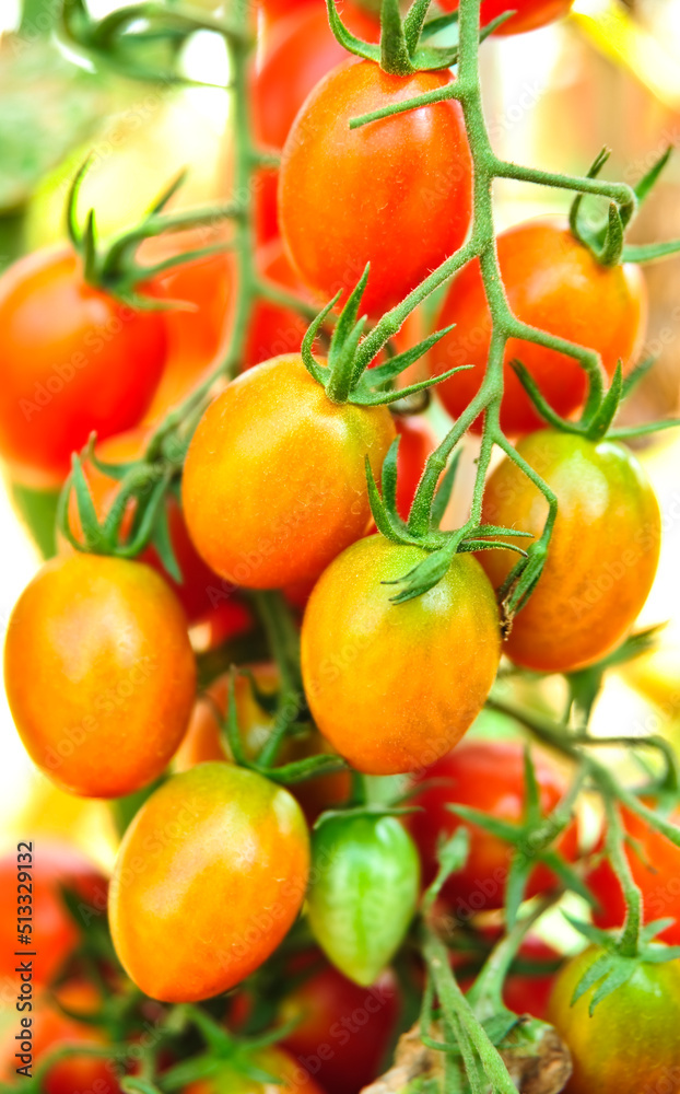  Ripe tomatoes are cultivated in agricultural plantations. healthy fruit.