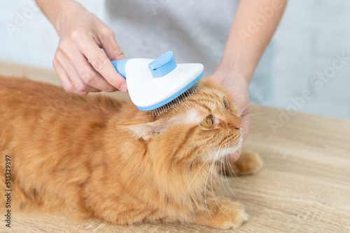 Ginger cat sitting on wood table and women brush the hair in-home,Happy time and relex of animal photo