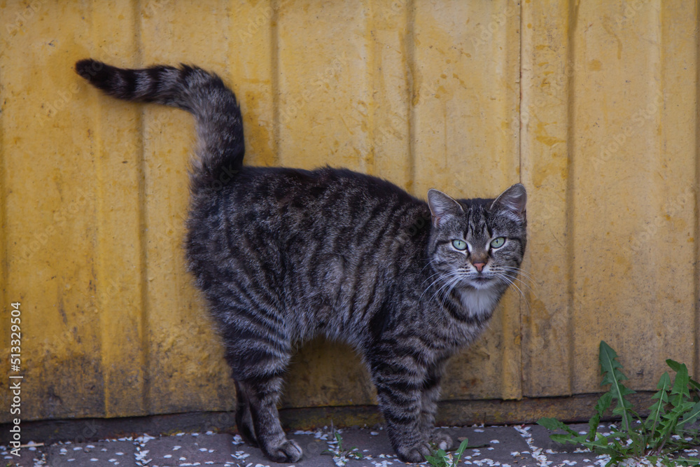 Naklejka premium Cute grey cat with green eyes and pink nose standing near dirty yellow building wall. Stray animal.