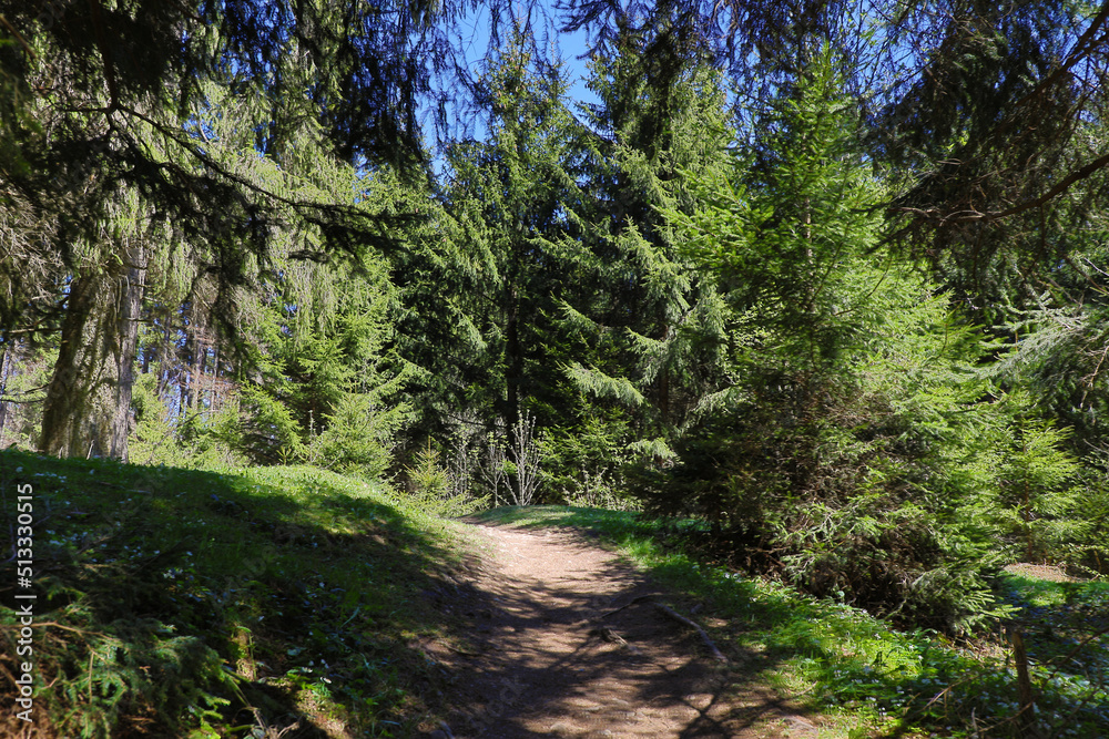 Fototapeta premium Hiking trail in the Forest of the european alps. Going to the Schleier Waterfalls