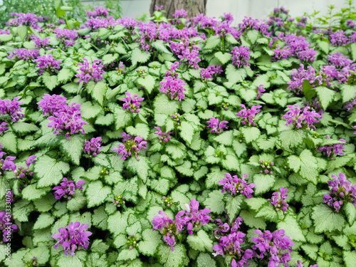 Flowers in a garden