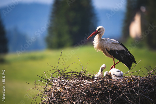 White stork (Ciconia ciconia) with chicks in the nest. Bieszczady Mountains. Poland