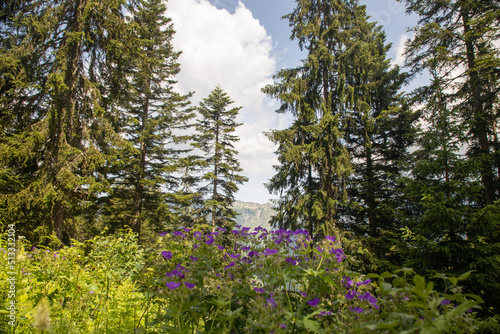 Trees and flowes from the european alps, trail from Raggal in Austria