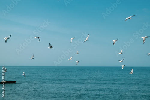 seagulls in flight