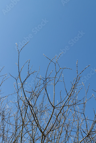 branches against blue sky