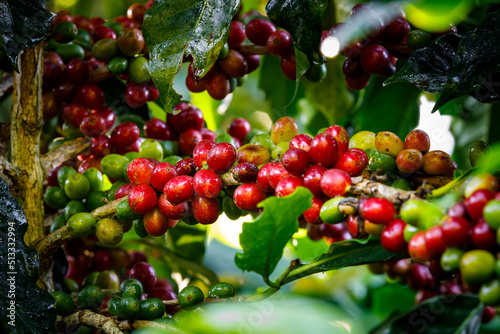 Coffee beans arabica on tree in North of thailand.