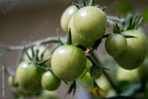 Green Tomatoes growing in the garden