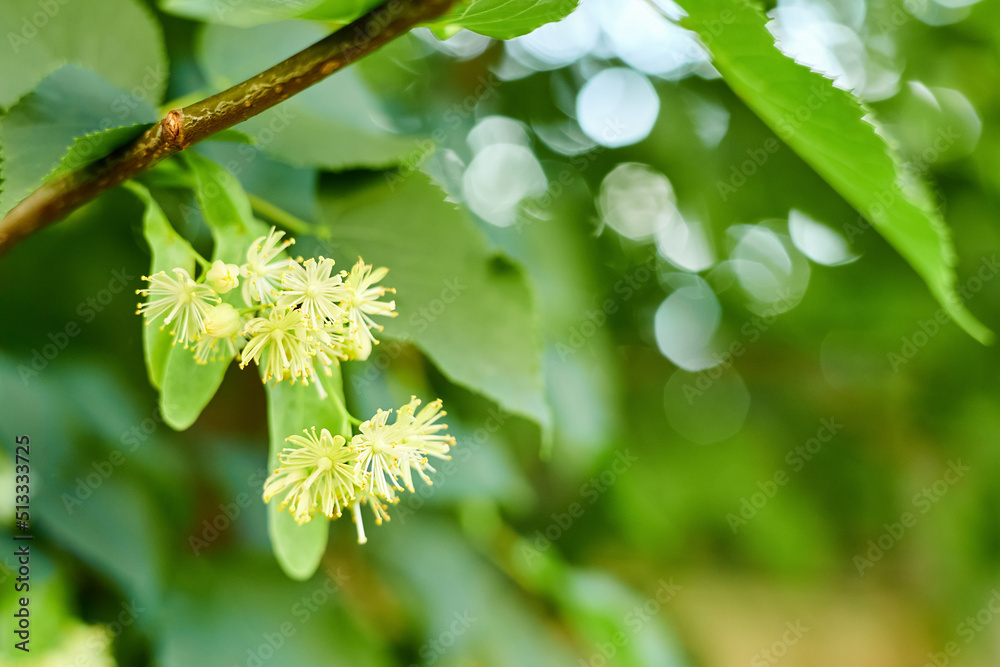 Flowers on the branches of a blooming linden close-up Flowers on the branches of a blooming linden close-up