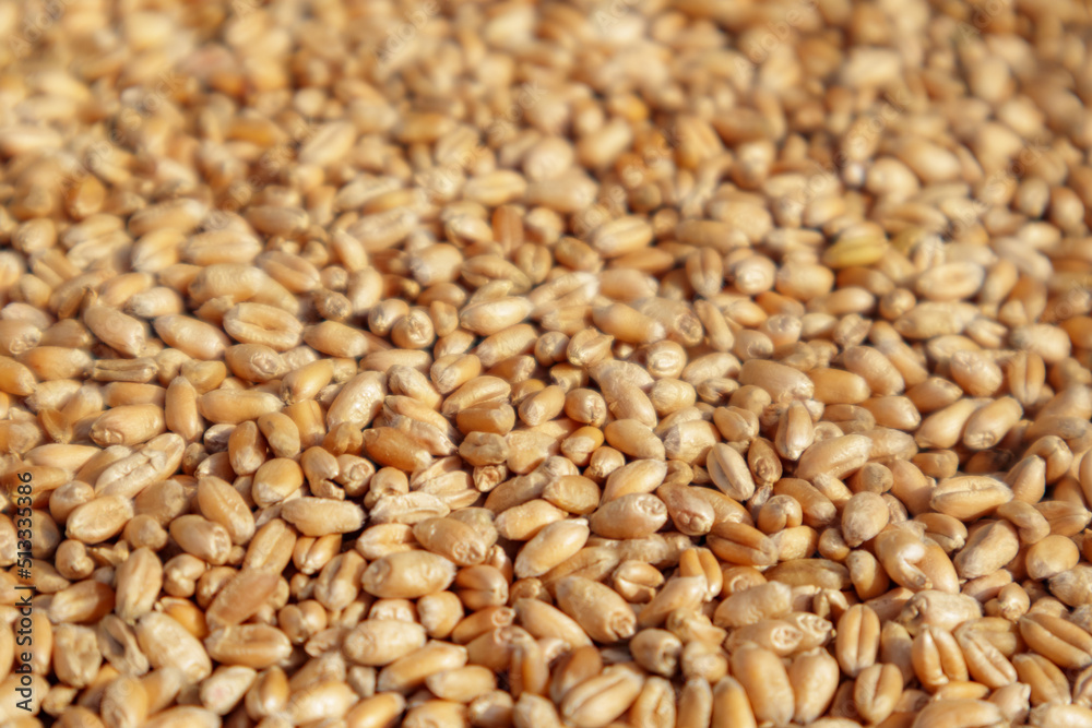 Closeup of harvest of ripe golden wheat, selected focus. Closeup of harvest of ripe golden wheat, selected focus.