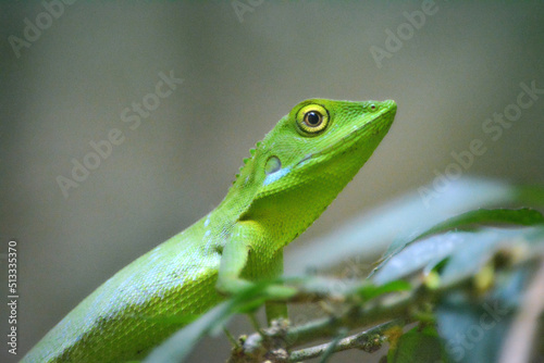 Green lizard closeup