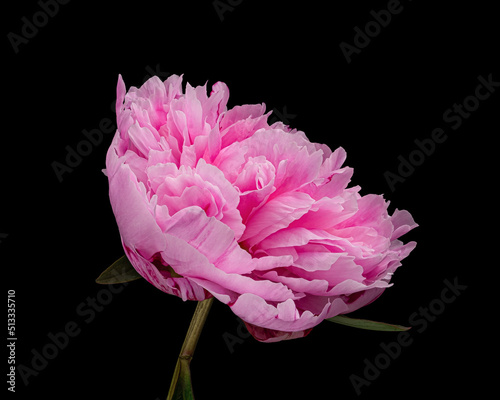 Fototapeta Naklejka Na Ścianę i Meble -  Beautiful pink blooming peony with stem and leaves isolated on black background. Studio close-up shot.
