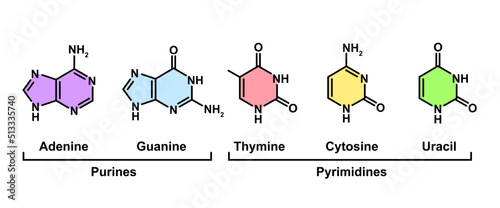 Chemical Illustration of Nitrogenous Base Molecules Types. Vector Illustration. photo