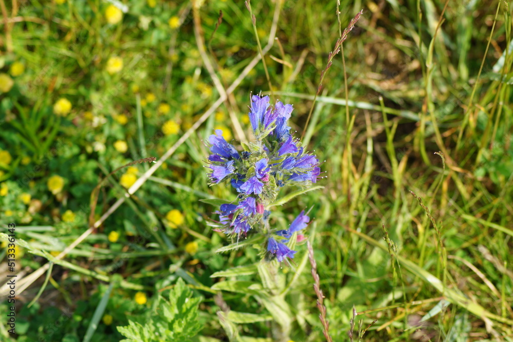 Flowers of the common viper's bugloss Echium vulgare Flowers of the common viper's bugloss Echium vulgare