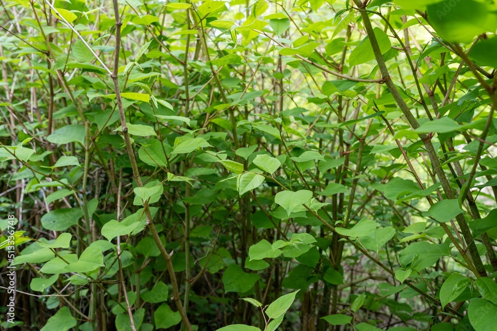 very fast growing Japanese Knot weed highly invasive plant Stock Photo ...