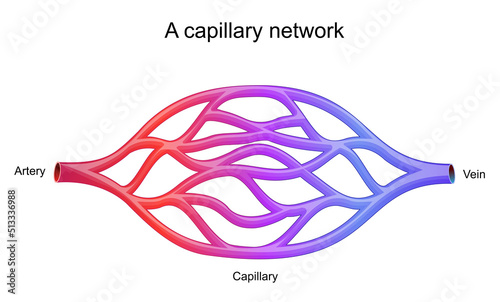 capillary network. blood vessel photo