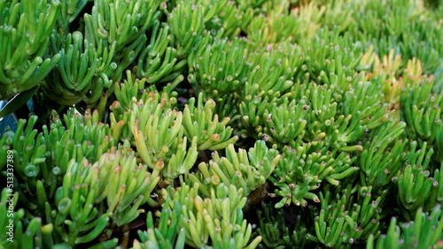 Beautiful Exotic Rare crassula ovata gollum Finger Jade Plant from a nursery Garden.