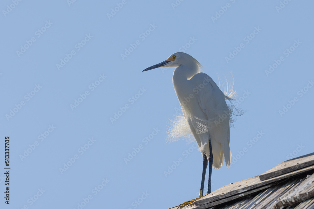 Obraz premium Snowy Egret