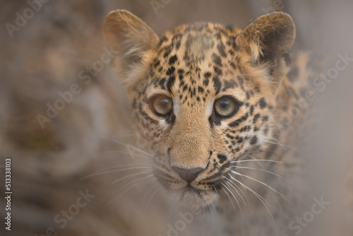 Tight close-up portrait of a 3 month old leopard cub from Jhalana leopard reserve  Jaipur  Rajasthan