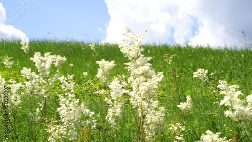 Meadow with lots of colorful spring flowers on sunny day. Nature floral background in early summer with fresh green grass. Summer day.