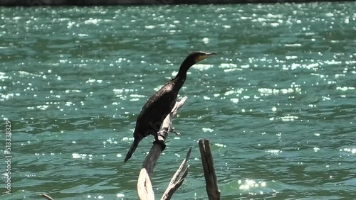 cormorano