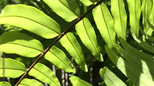 close up of leaves